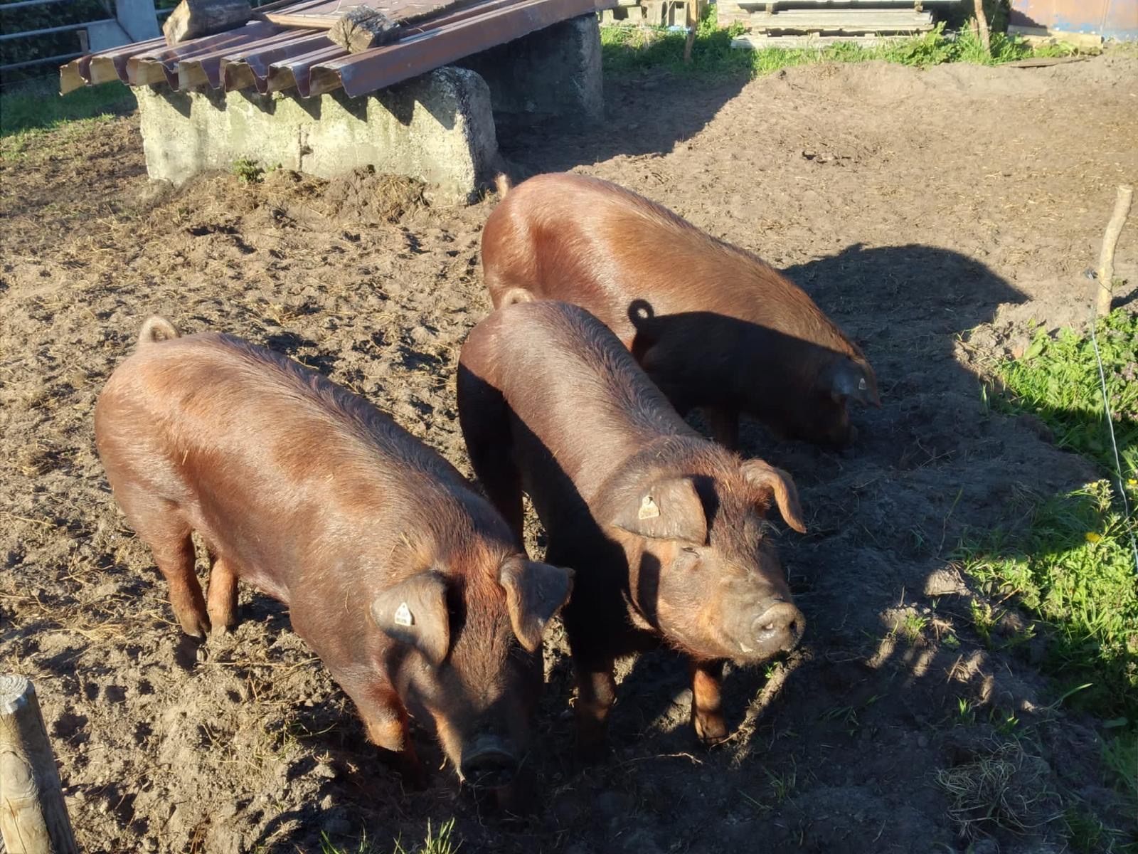 Schweine draußen