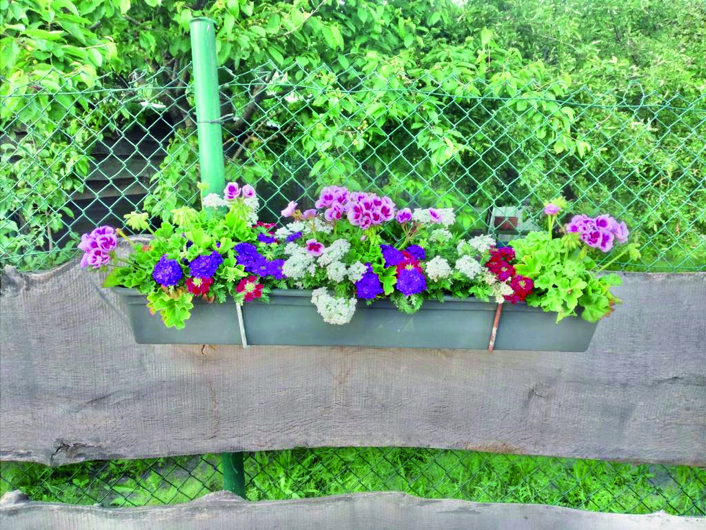 Blumen