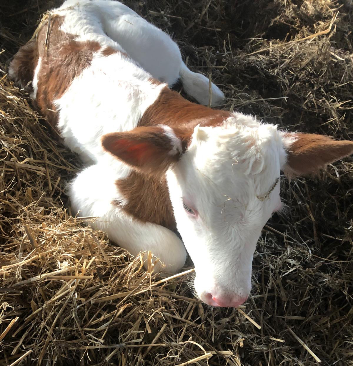 Kalb im Stroh
