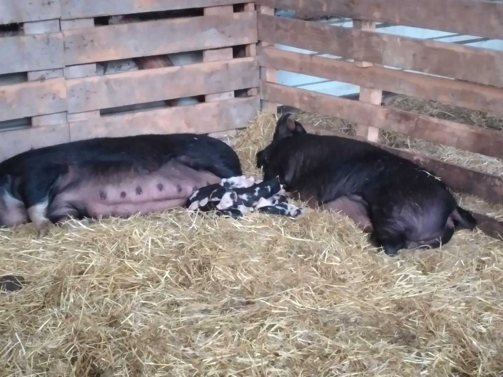 Schweine