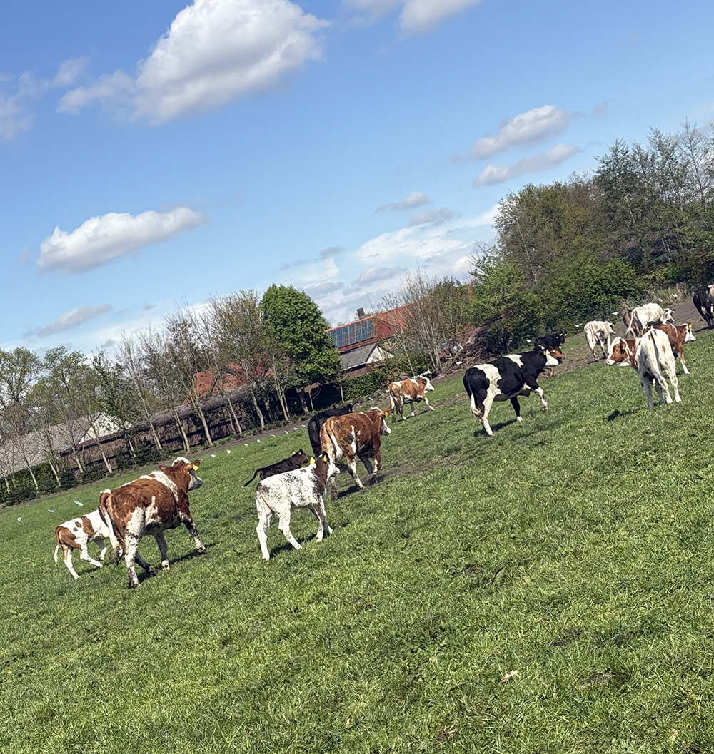 Tiere auf der Weide