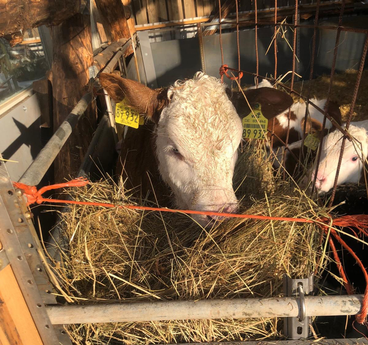 Kalb in der Heuraufe