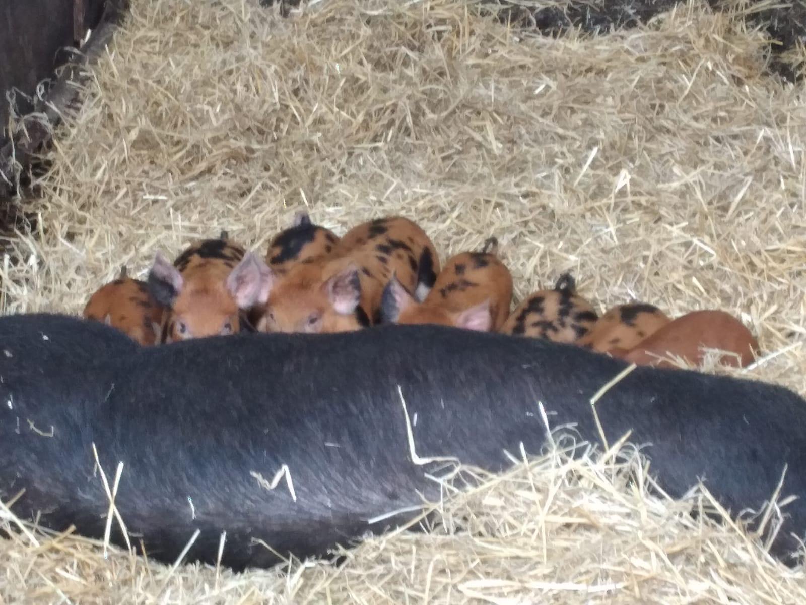 Schweine gefleckt