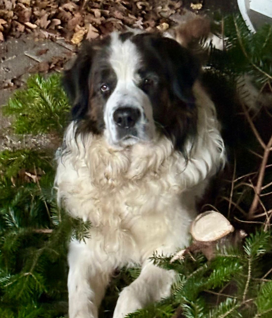 Bruno