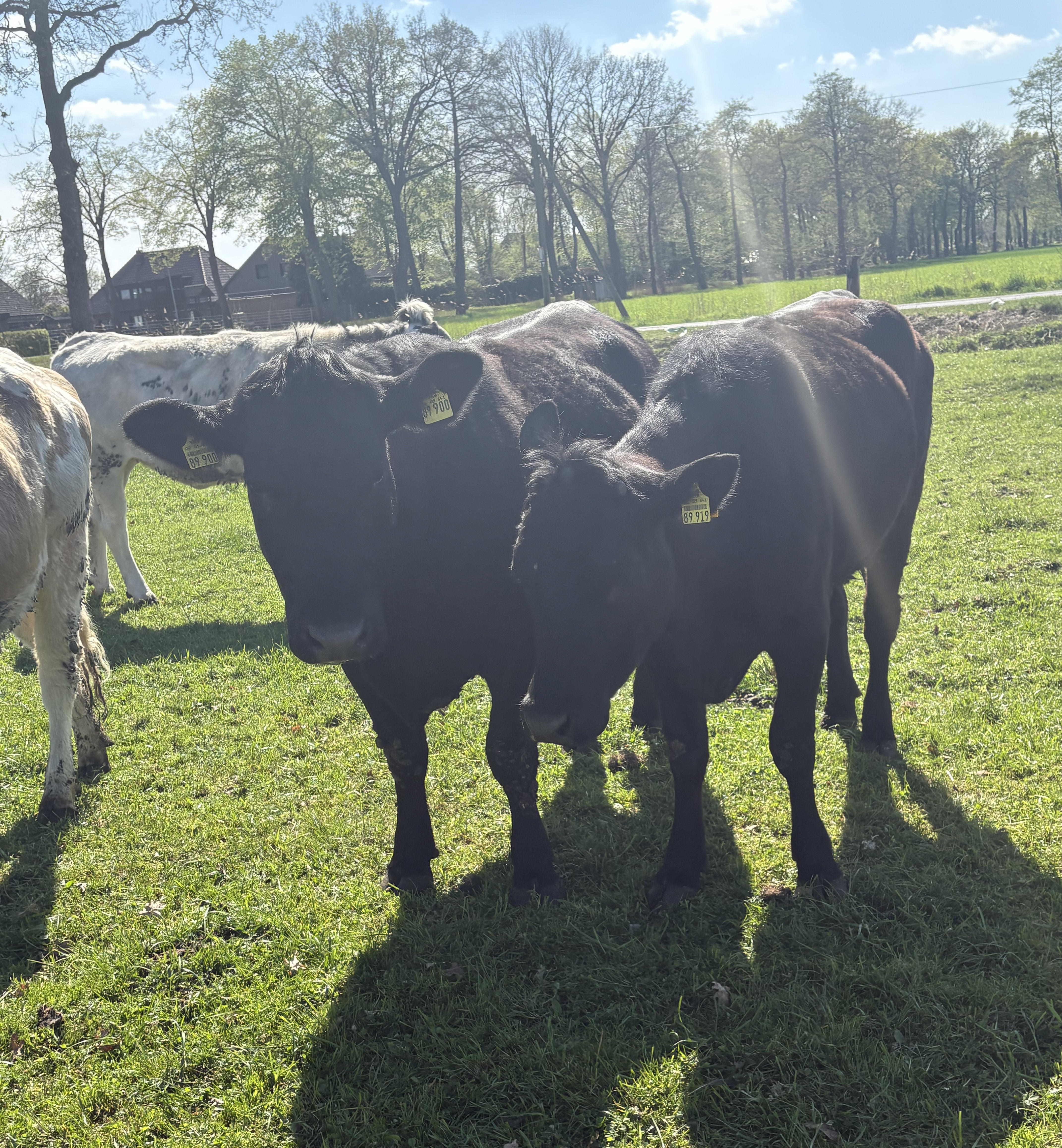 Bulle auf der Weide